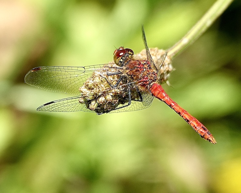 ruddy darter